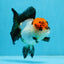 Tricolor Oranda Female 4.5 inches #0920OR_30