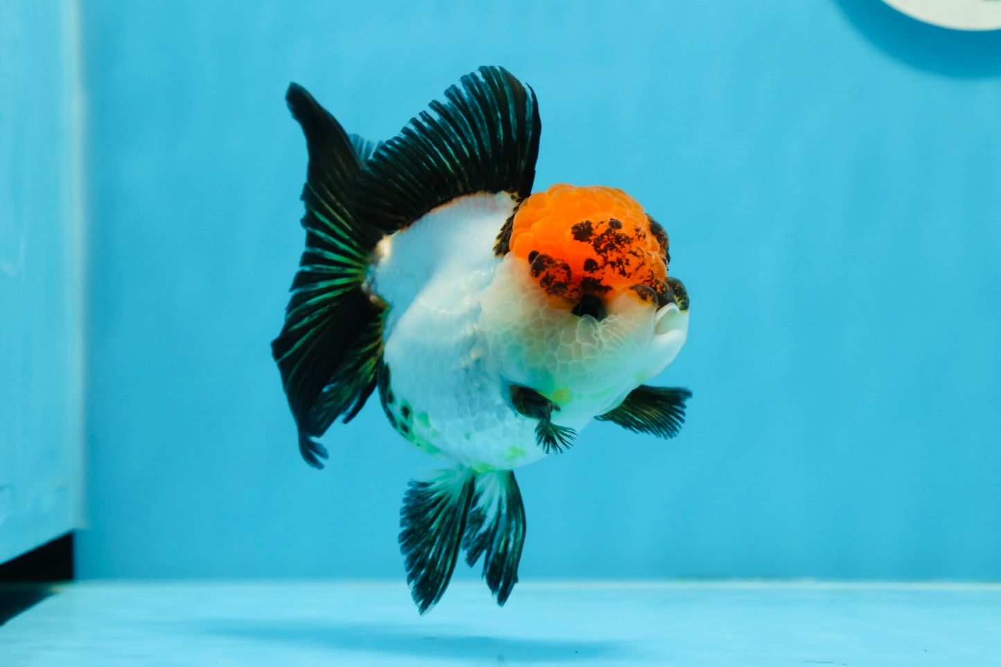 Tricolor Oranda Female 4.5 inches #0920OR_30