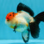 Tricolor Oranda Female 5-5.5 inches #041026OR_06