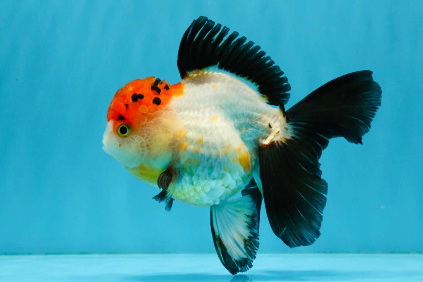 Tricolor Oranda Female 5-5.5 inches #041026OR_06
