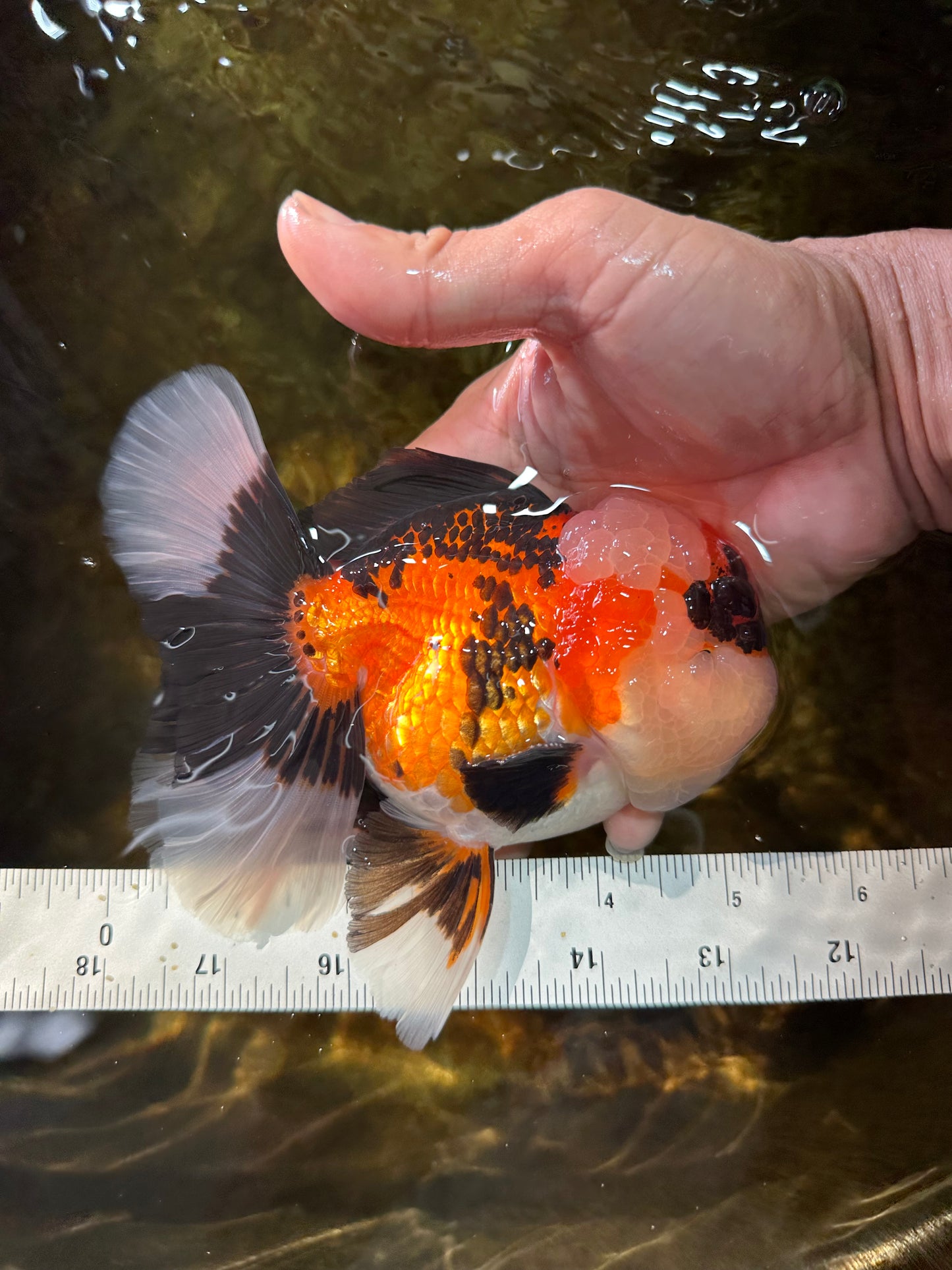 AAA Grade CHUBBY CHEEK Tricolor Oranda Male 5.5  inches #082225OR_12