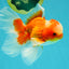 A  Grade Red White Oranda Male 5.5-6 inches #082126OR_07