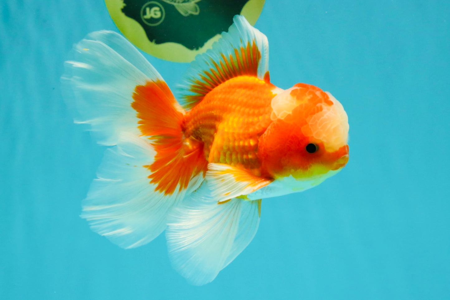 A  Grade Red White Oranda Male 5.5-6 inches #082126OR_07