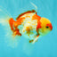 A Grade Kohaku Red White Oranda Male 6 inches #081426OR_09