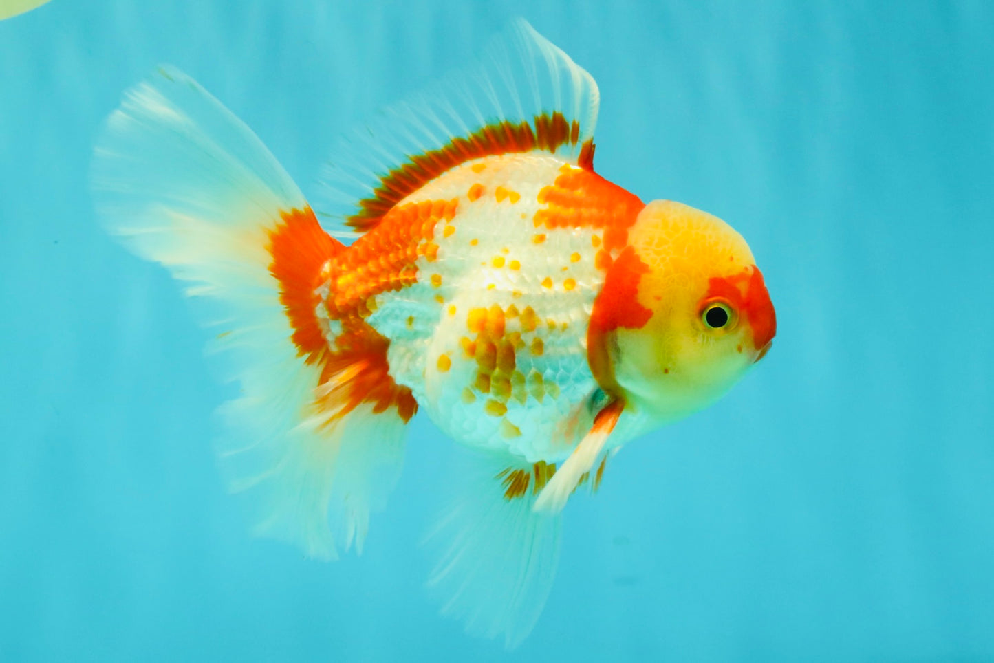 A Grade Kohaku Red White Oranda Male 6 inches #081426OR_09