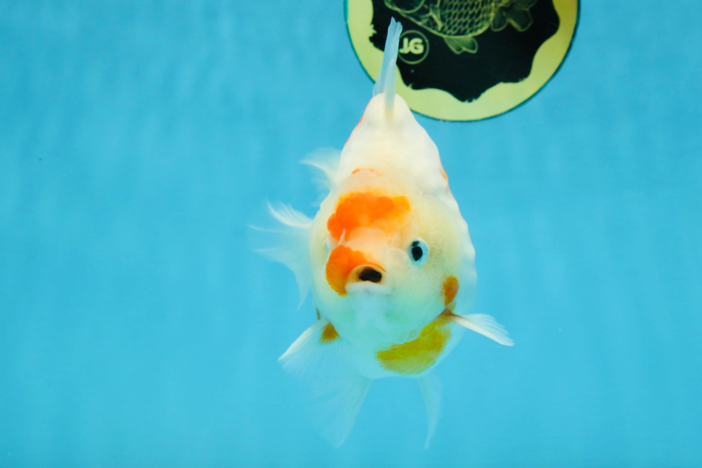 AAA Grade Godzilla Sakura Yuanbao Male 5-5.5 inches #112825YB_18