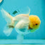 A Grade Grumpy Lemonhead Panda Oranda Female 5 inches #111524OR_13