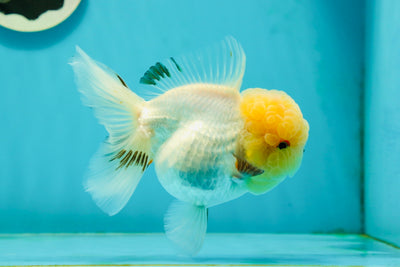 A Grade Grumpy Lemonhead Panda Oranda Female 5 inches #111524OR_13