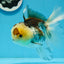 Panda Button Eyes Oranda Female 6 inches #0920OR_29