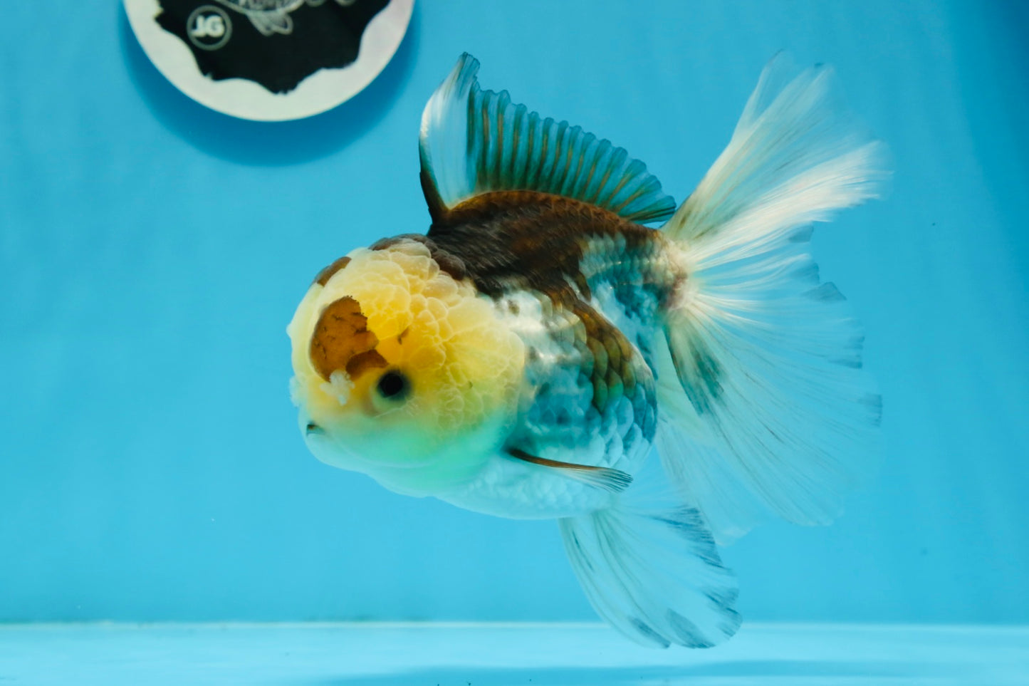 Panda Button Eyes Oranda Femelle 6 pouces #0920OR_29