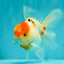 A Grade Tancho Sakura Oranda Male 5.5-6 inches #070626OR_15