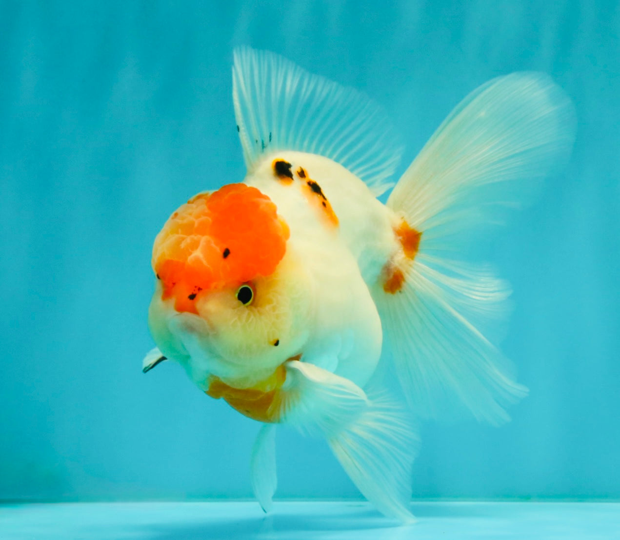 A Grade Tancho Sakura Oranda Male 5.5-6 inches #070626OR_15