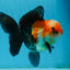 UNIQUE A Grade Tricolor Oranda Female 4.5-5 inches #082225OR_25