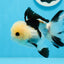 A Grade Tricolor Button Eyes Oranda Male 4.5 inches #0830OR_23