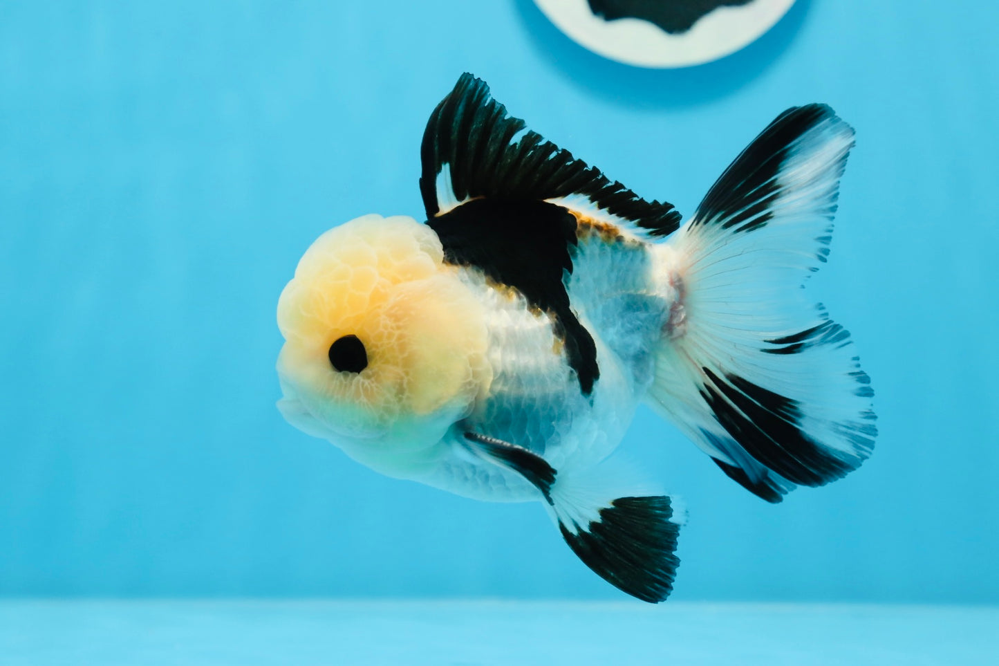 A Grade Tricolor Button Eyes Oranda Male 4.5 inches #0830OR_23