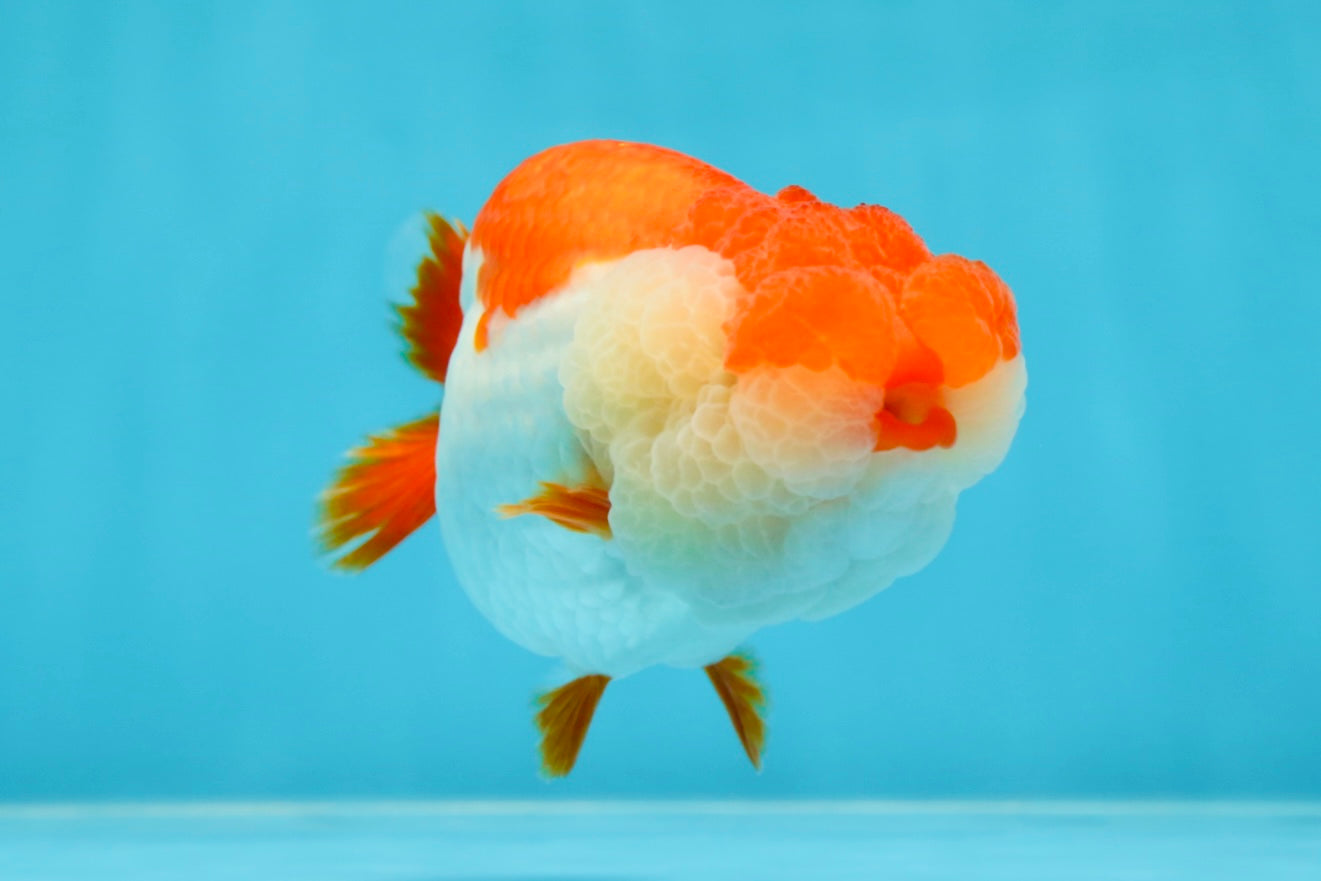 THE BEST AAA Grade Red White LionQueen 4.5 inches #042525LC_15