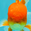 A Grade Red White Oranda Male 5.5-6 inches #082126OR_03