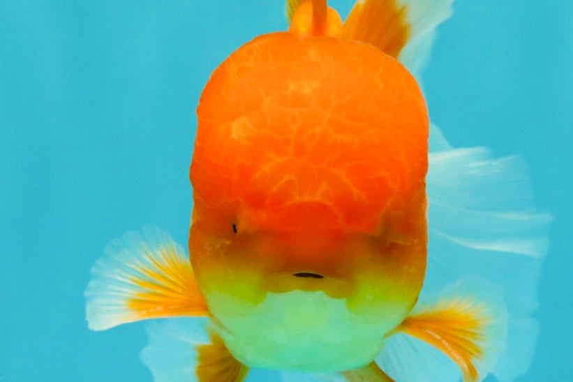 A Grade Red White Oranda Male 5.5-6 inches #082126OR_03