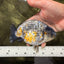 A Grade Strong Body Structure Tiger Ranchu Male 5-5.5 inches #081426RC_22