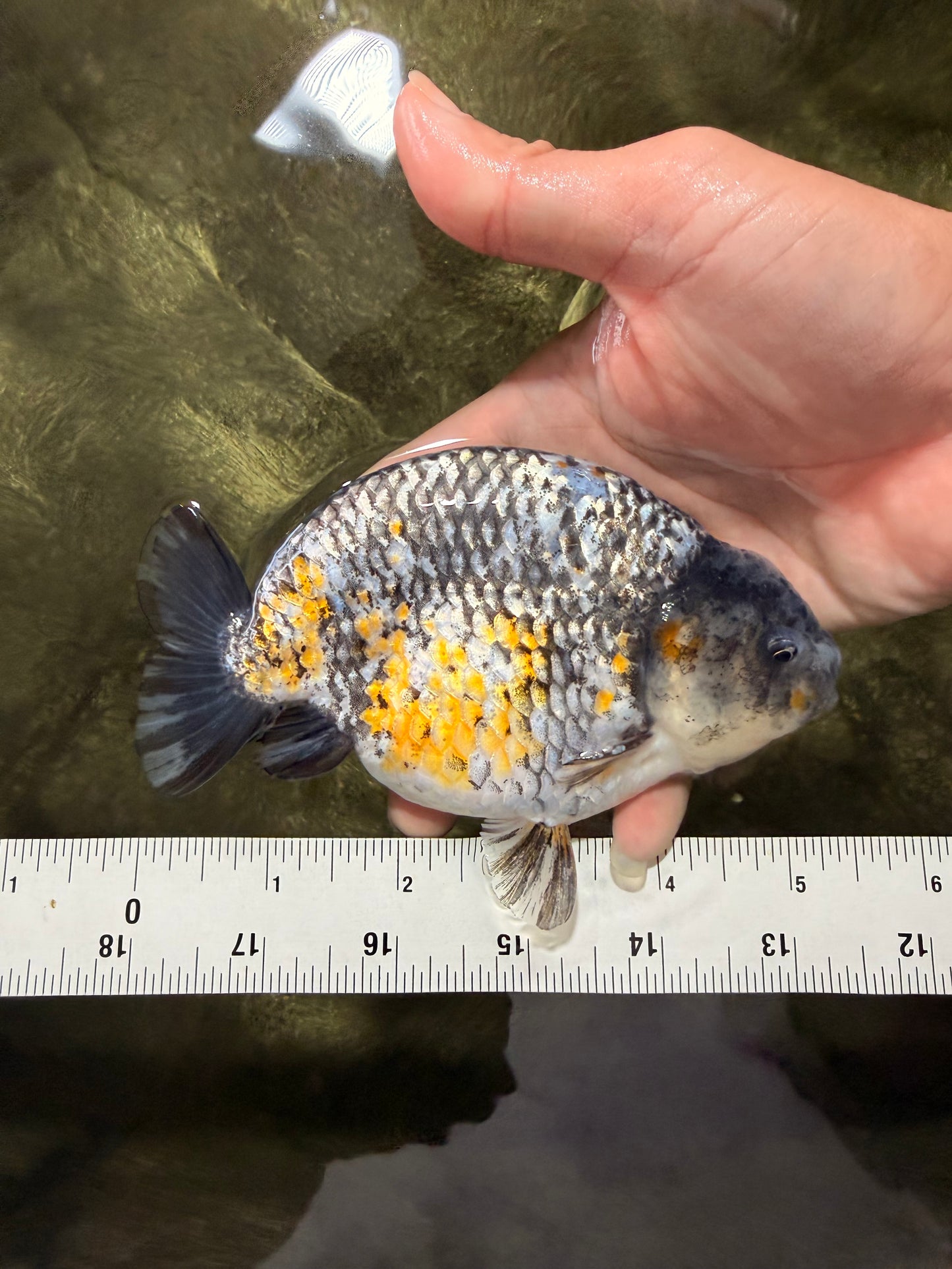 A Grade Strong Body Structure Tiger Ranchu Male 5-5.5 inches #081426RC_22