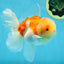 AAA Grade Godzilla Sakura Oranda Male 5 inches #052325OR_09