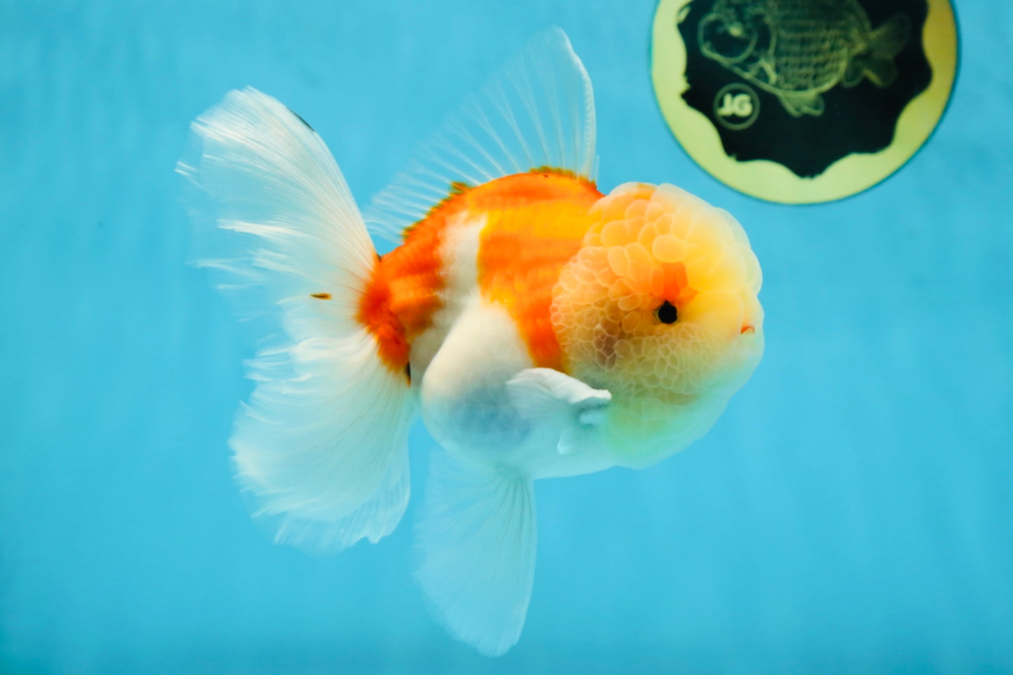 AAA Grade Godzilla Sakura Oranda Male 5 inches #052325OR_09