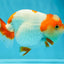A Grade Water Pig Red White LionQueen 4.5 inches #1201LC_04