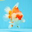 RED HEART A Grade Red White Yuanbao Male 6 inches #032726YB_05