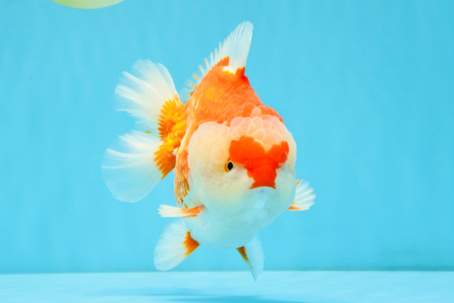 RED HEART A Grade Red White Yuanbao Male 6 inches #032726YB_05