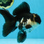 A Grade Killer Whale Panda Oranda Female 5-5.5 inches #100325OR_19