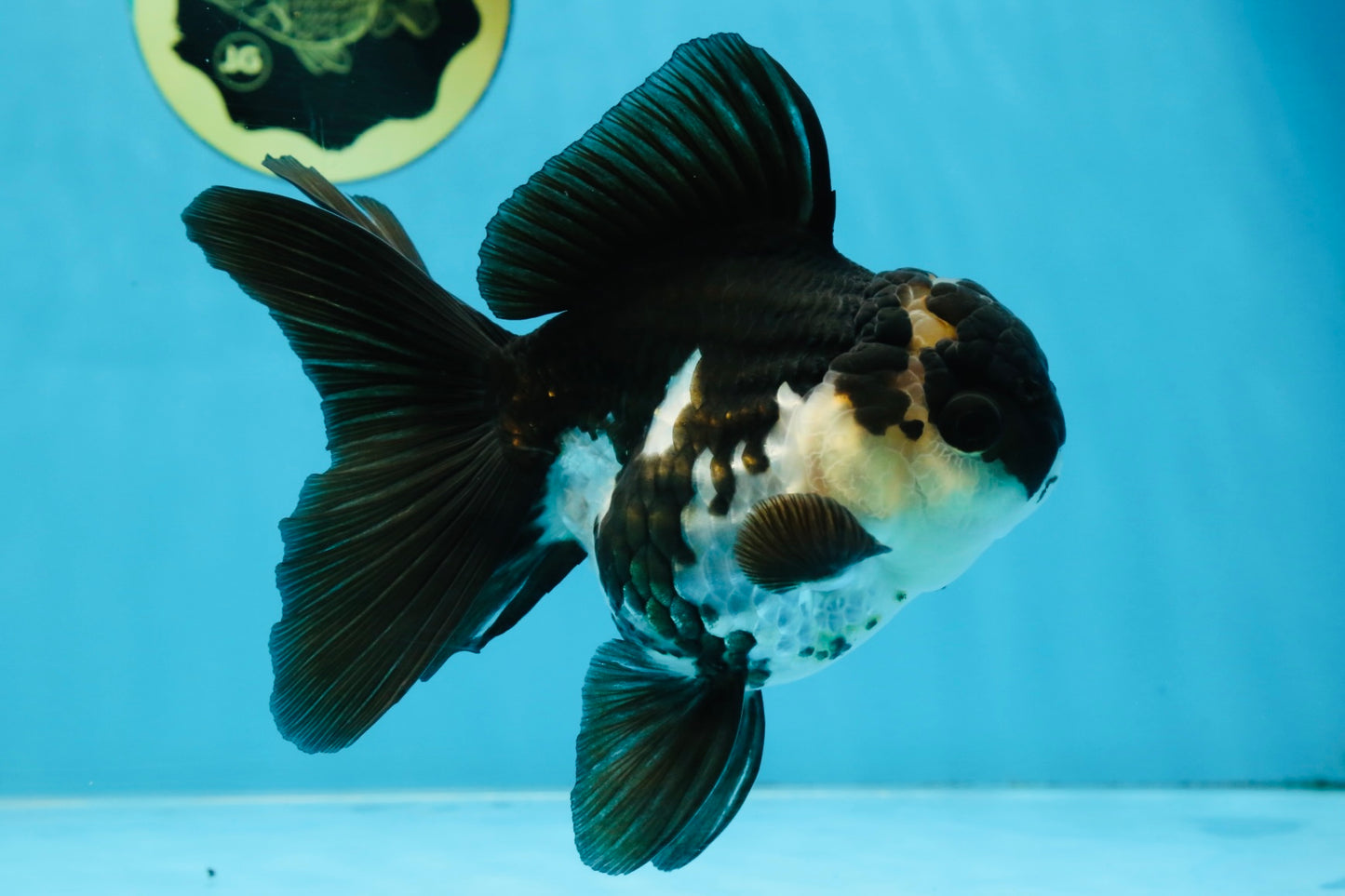 A Grade Killer Whale Panda Oranda Female 5-5.5 inches #100325OR_19
