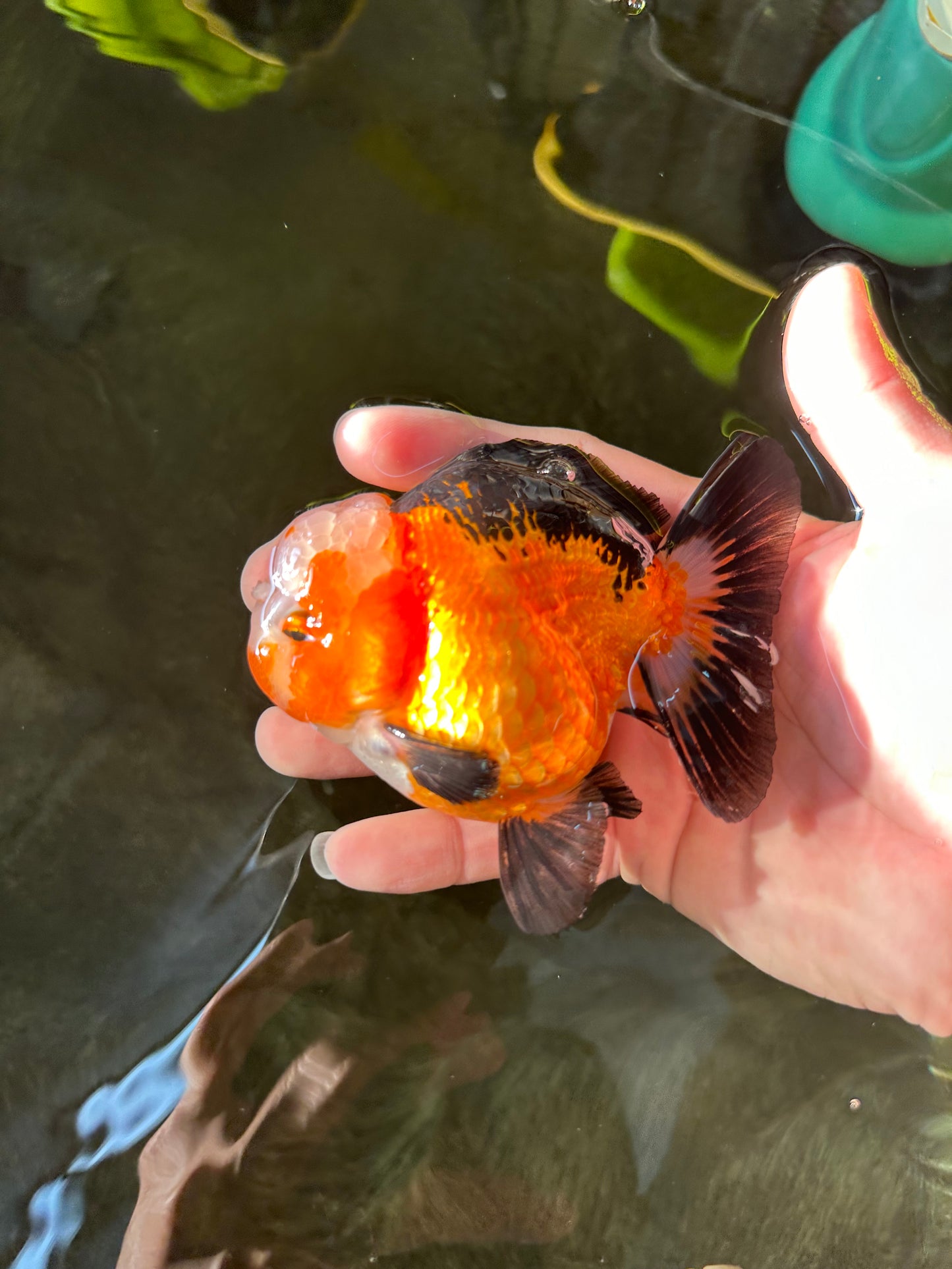 A Grade Super Unique Tricolor Yuanbao Male 4 inches #102524YB_15