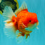 ANGER AAA Grade Broadtail Red White Oranda Male 7 inches #071026OR_05
