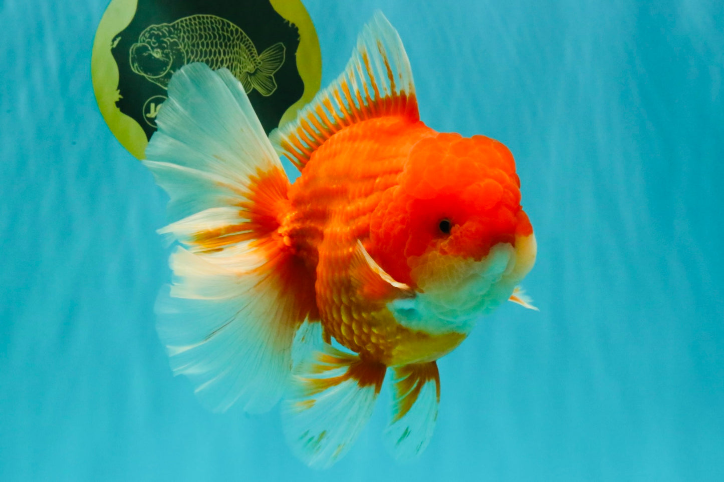 ANGER AAA Grade Broadtail Red White Oranda Male 7 inches #071026OR_05