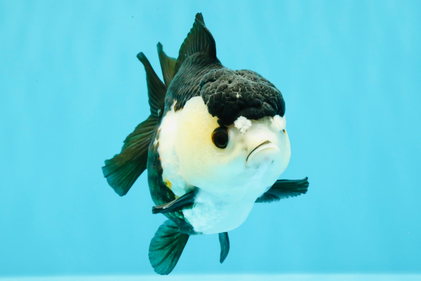 ADORABLE Pom Pom Panda Yuanbao Female 4 inches #031326YB_14