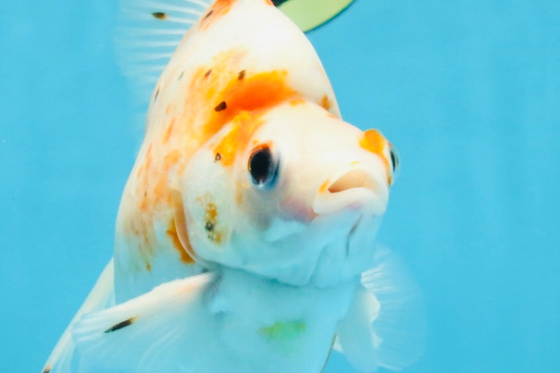 AAA Grade Indonesia Sakura Ryukin Male 6-6.5 inches #111425RK_12