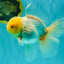 A Grade White Oranda Male 6 inches #100926OR_16