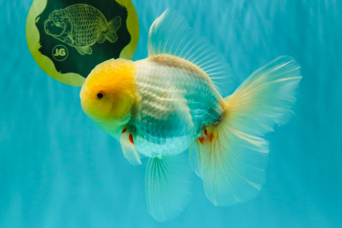 A Grade White Oranda Male 6 inches #100926OR_16