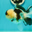 AAA Grade BULLDOG Panda Oranda Female 5-5.5 inches #1018OR_20