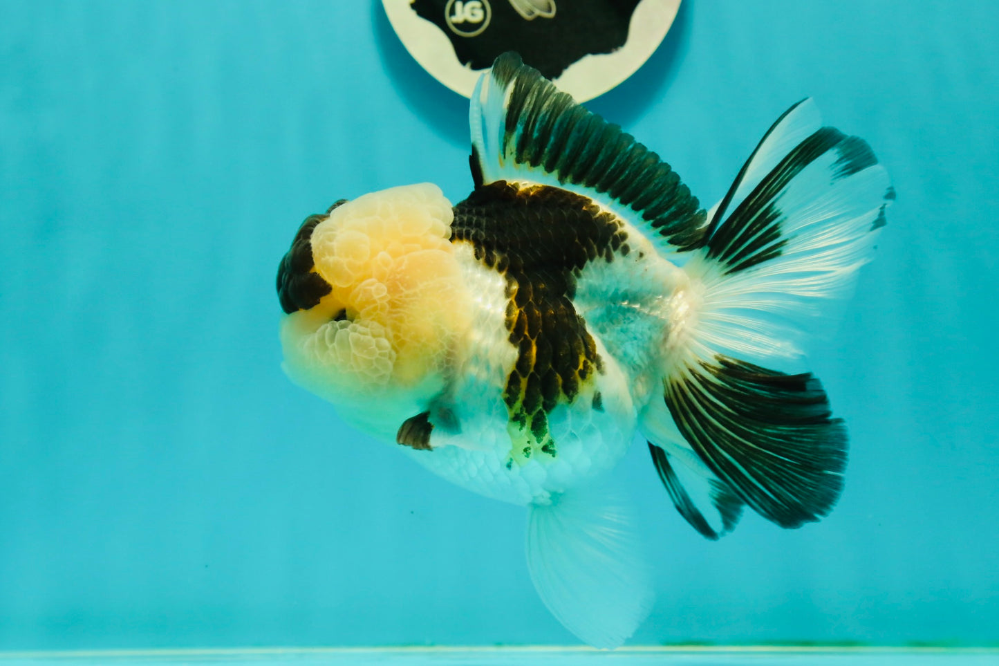 AAA Grade BULLDOG Panda Oranda Female 5-5.5 inches #1018OR_20