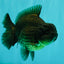 A Grade Black Yuanbao Female 4.5-5 inches #101626YB_36