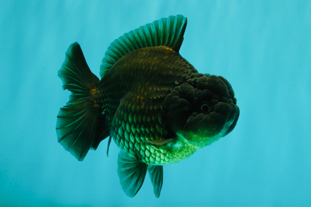 A Grade Black Yuanbao Female 4.5-5 inches #101626YB_36