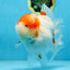 A Grade BIG WEN Kohaku Sakura Oranda Female 6-6.5 inches #091225OR_15