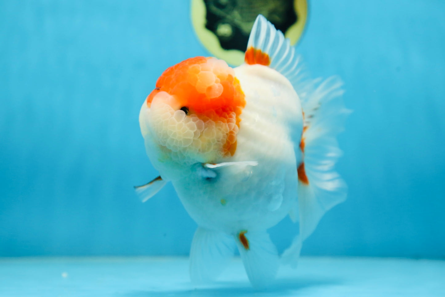A Grade BIG WEN Kohaku Sakura Oranda Female 6-6.5 inches #091225OR_15