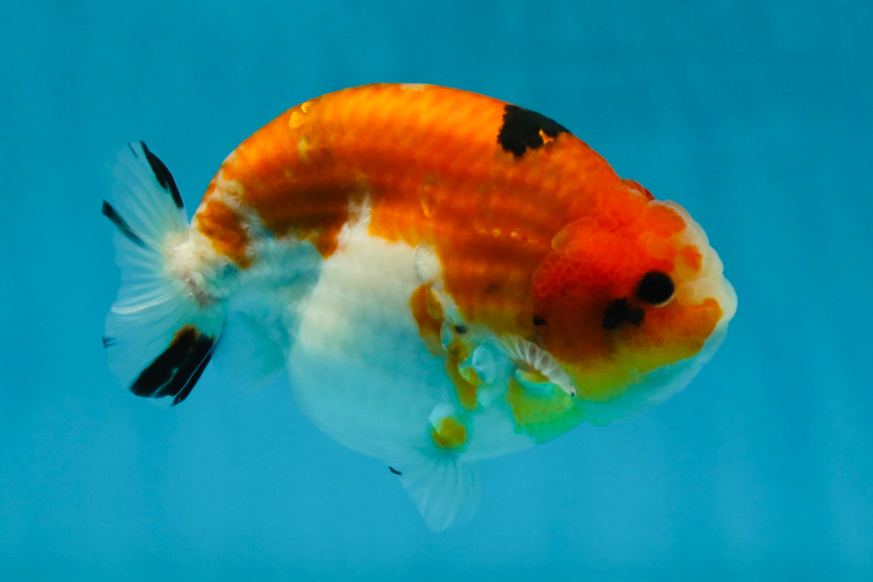 AAA Grade Strong Body Structure Sakura LionKing 5 inches #051625LC_08