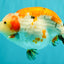 SPECIAL A Grade Kohaku Diamond Scale Sakura Ranchu Female 5.5-6 inches #100926RC_33