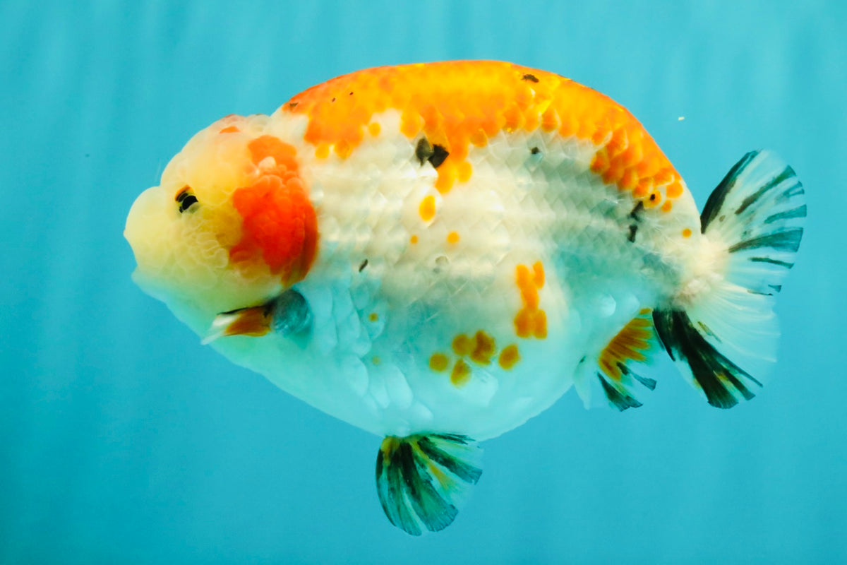 SPECIAL A Grade Kohaku Diamond Scale Sakura Ranchu Female 5.5-6 inches #100926RC_33