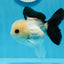 A Grade Panda Button Eyes Oranda Female 4-4.5 inches #0830OR_01