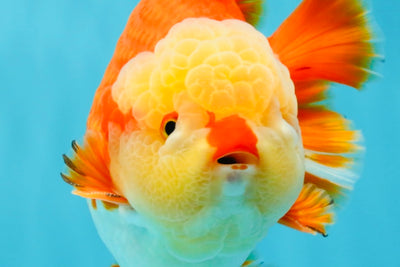 SUPER CUTE AAA Grade Godzilla Red White Yuanbao Male 6 inches #022726YB_02