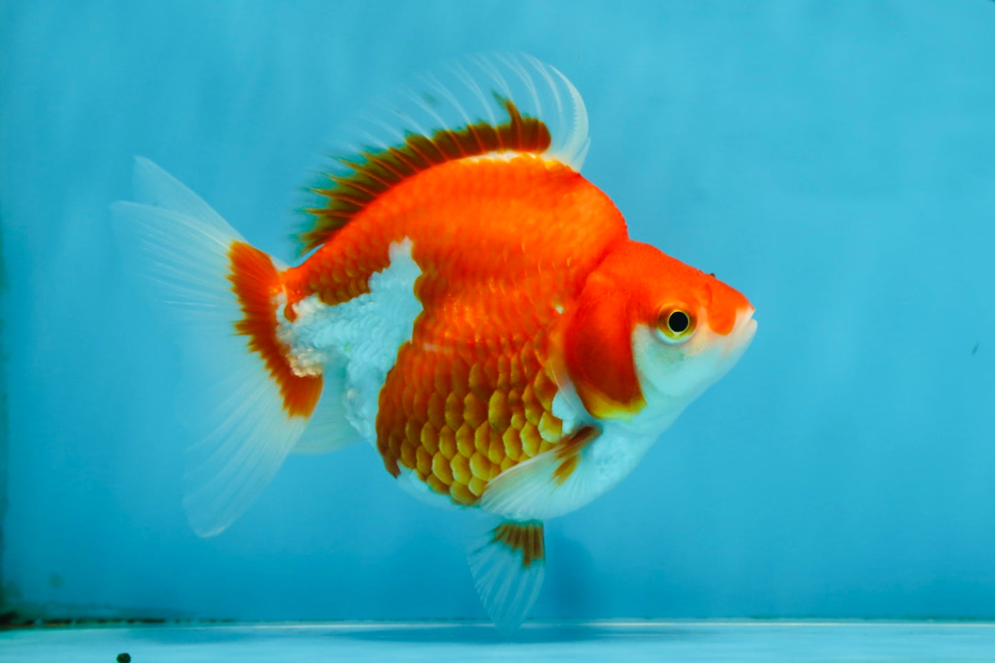 A Grade Red White Ryukin Female 5 inches #071125RK_20